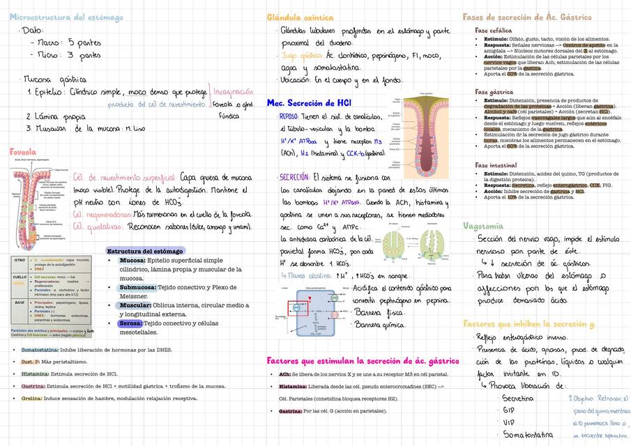 Microestrutura del estómago