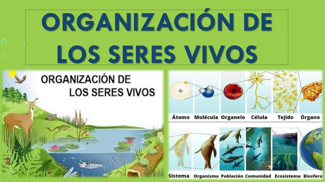 organismos de los seres vivos