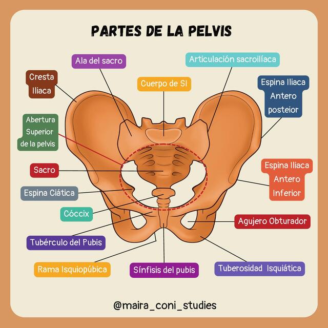 Partes de la Pelvis | @maira_coni_studies