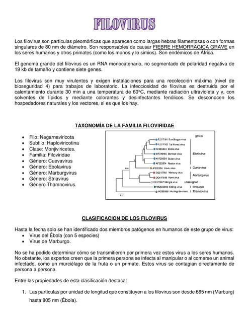 Filovirus Resumen completo | Marien A Cazorla M | uDocz