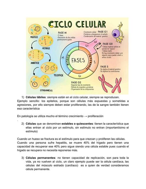 Células clasificación pato