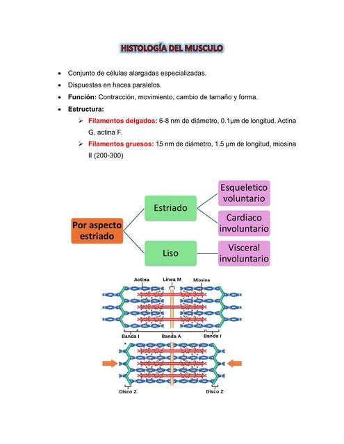 HISTOLOGÍA DEL MUSCULO