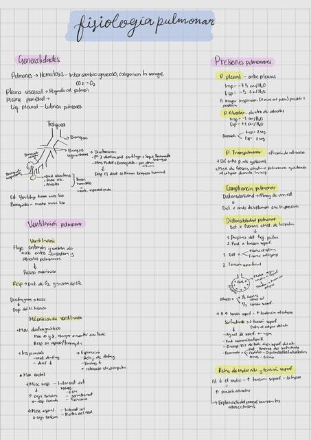 Fisiología del pulmón