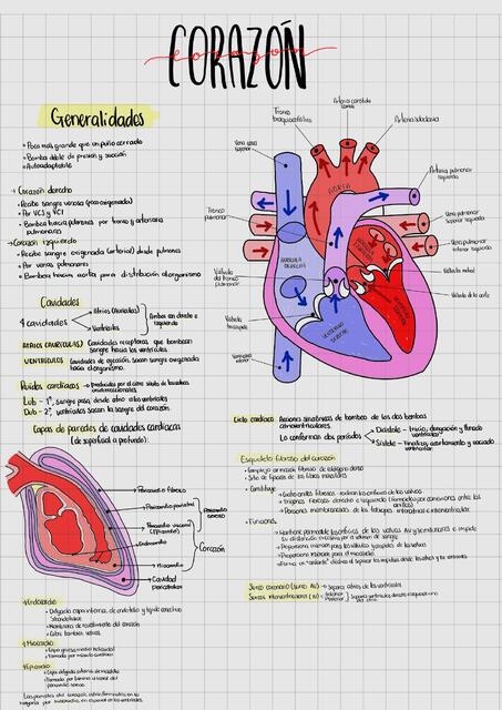 ANATOMÍA DEL CORAZÓN