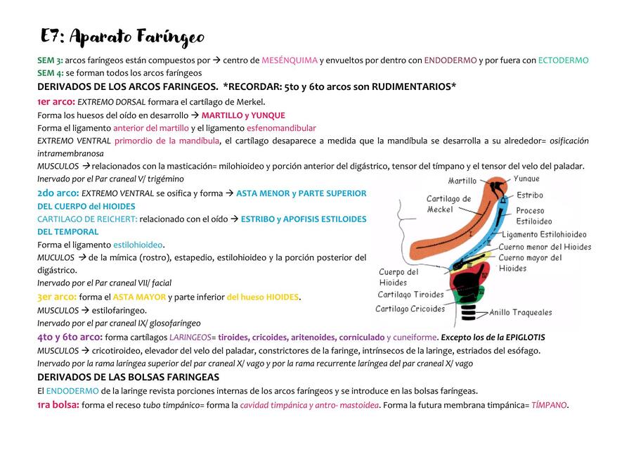 Desarrollo del aparato faringeo. MOORE & LAGMAN