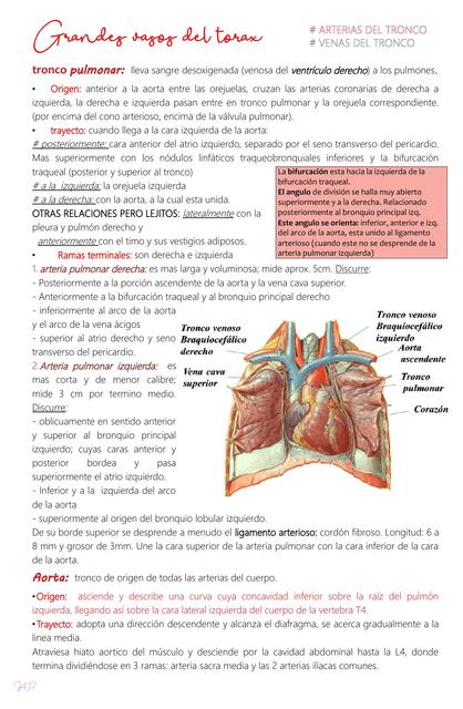 Anatomia grandes vasos del torax