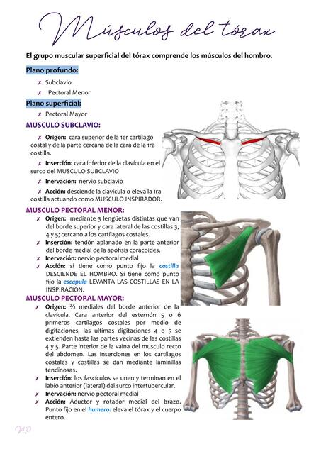 Anatomia musculos del torax