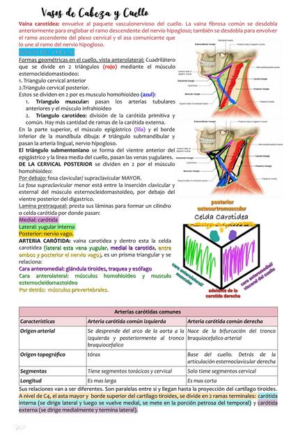 Anatomia vasos de cabeza y cuello