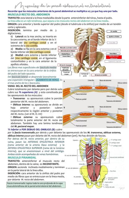 Anatomia de musculos del abdomen