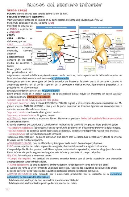 Anatomia de huesos del miembro inferior