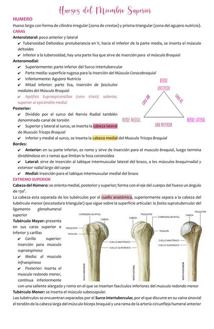 Anatomia de huesos de miembro superior