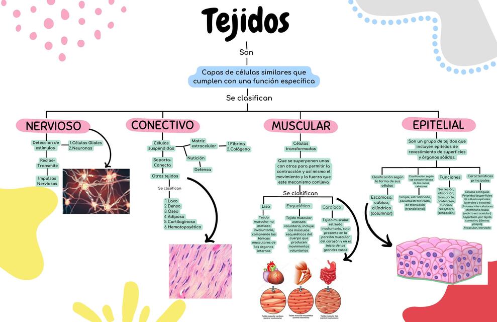 Copia de Mapa Conceptual De Tejidos