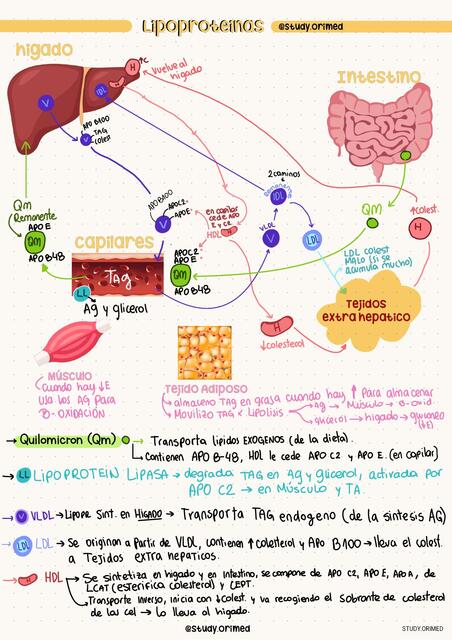 LIPOPROTEINAS GRÁFICO STUDY ORIMED BIOQUÍMICA