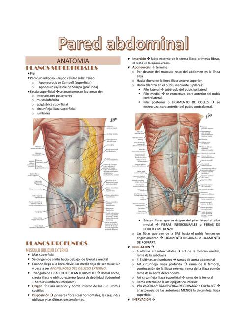 8 Pared abdominal