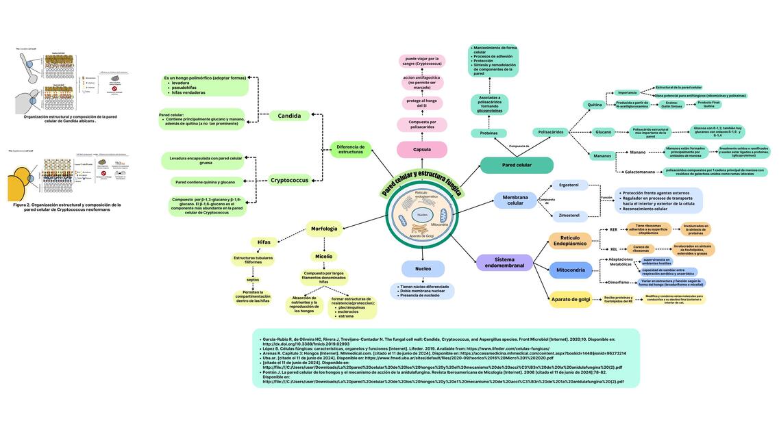 Pared celular y estructura fúngica
