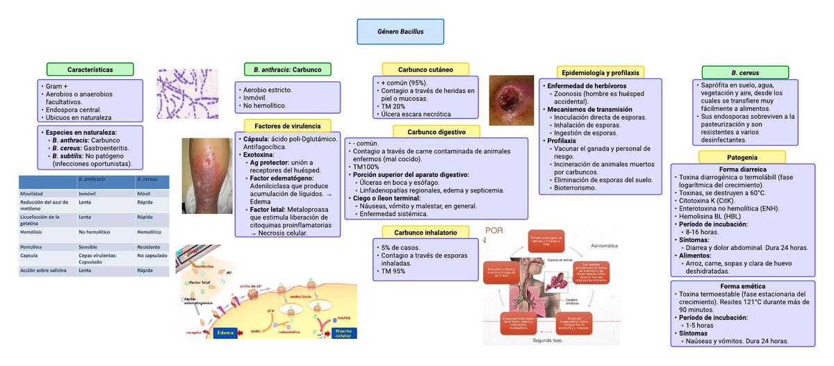 BACILLUS