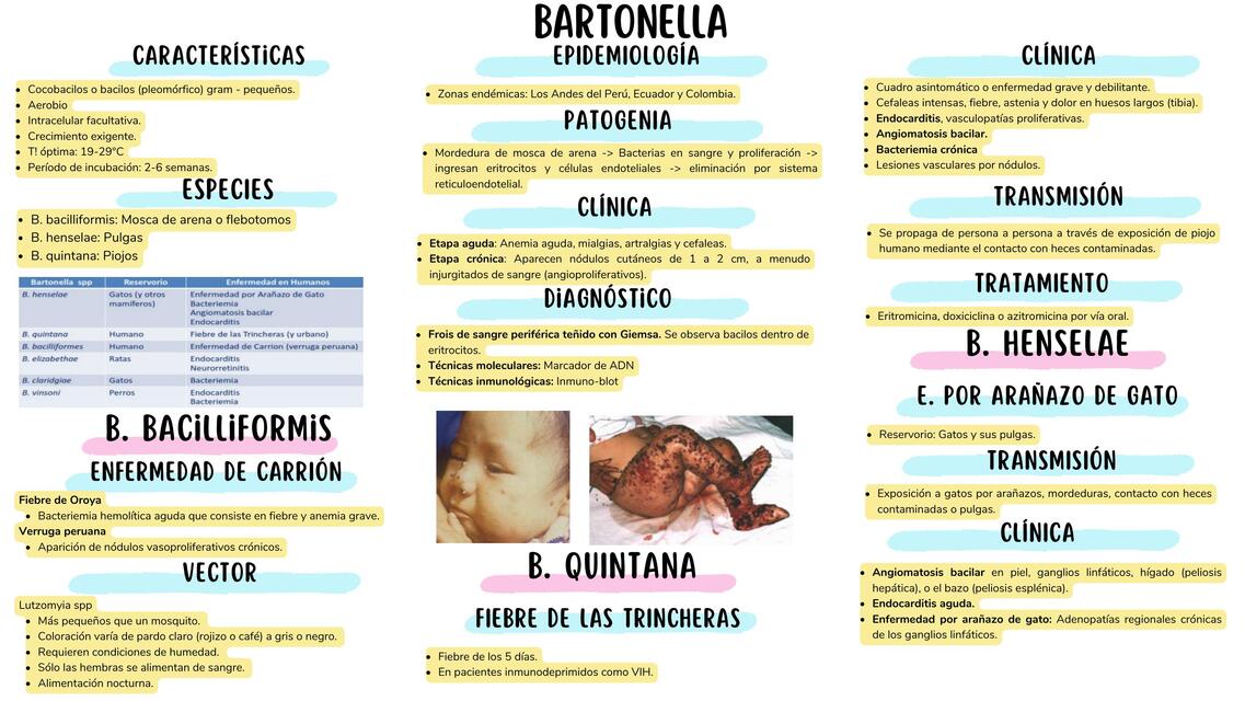 BARTONELLA Y BRUCELLA