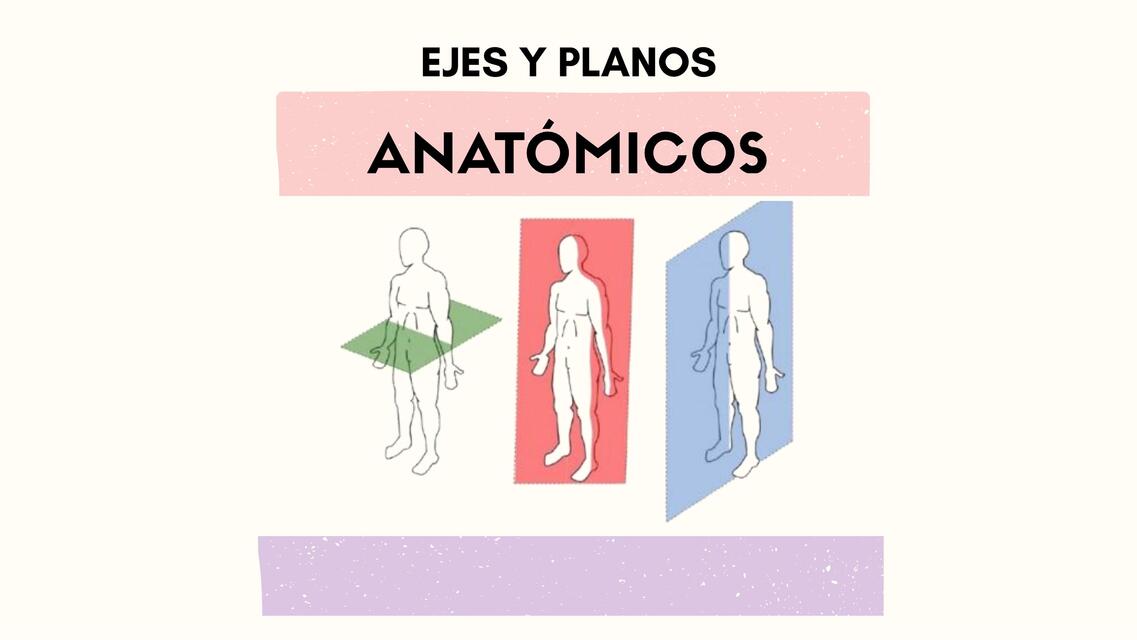 Ejes y planos anatómicos