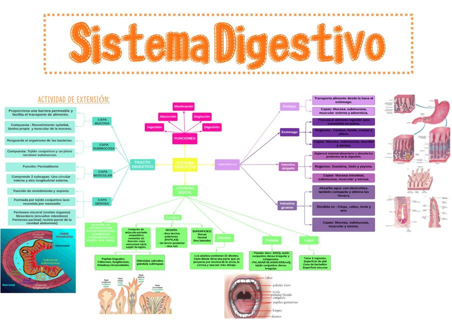 HISTOLOGÍA SISTEMA DIGESTIVO