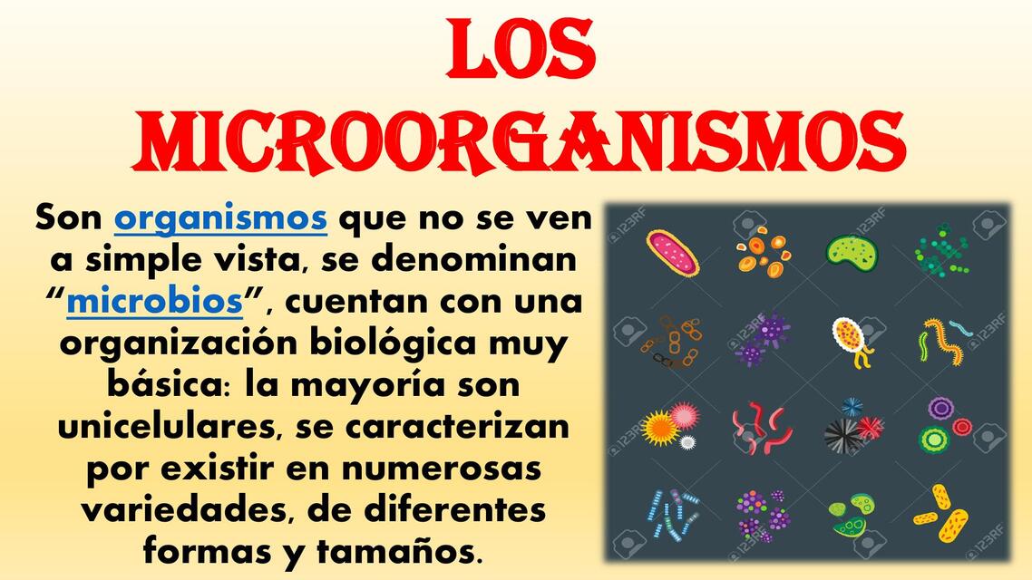 Los Microorganismos 24