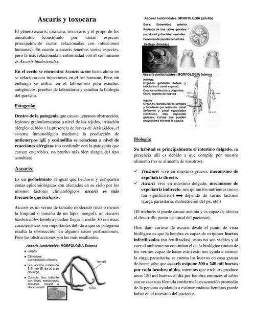 ascaris y toxocara clase 5