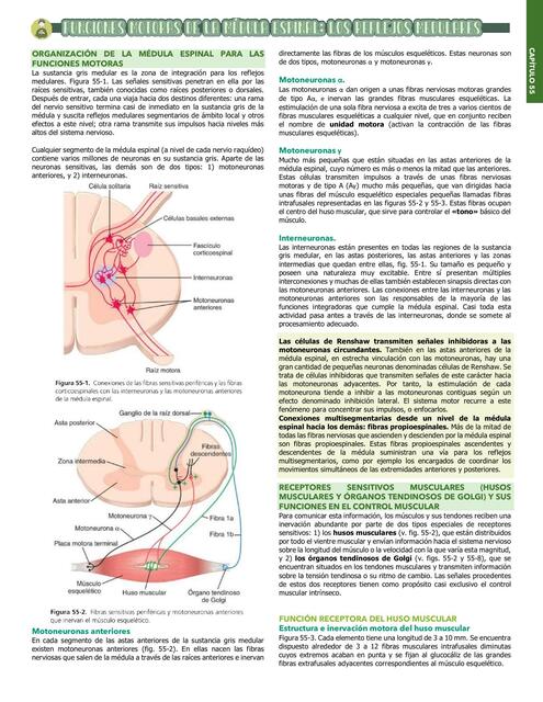 Funciones motoras de la médula espinal 55| GUYTON 14ED