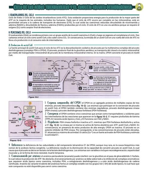 Ciclo de los ácidos tricarboxílicos y el complejo | ABALI 8
