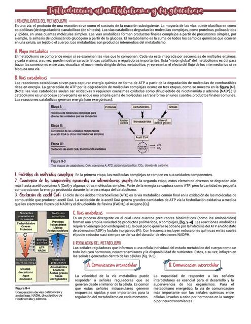 Introducción al metabolismo y la glucólisis| ABALI 8