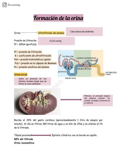 Formación de la orina