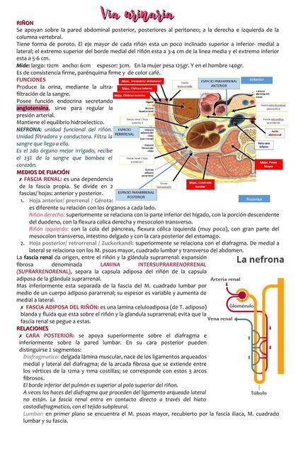 ANATOMIA vias urinarias