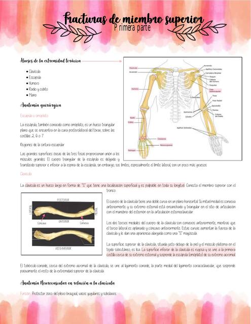 Fracturas de miembros superior - Parte 1