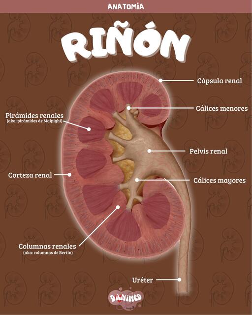 Anatomía del Riñón