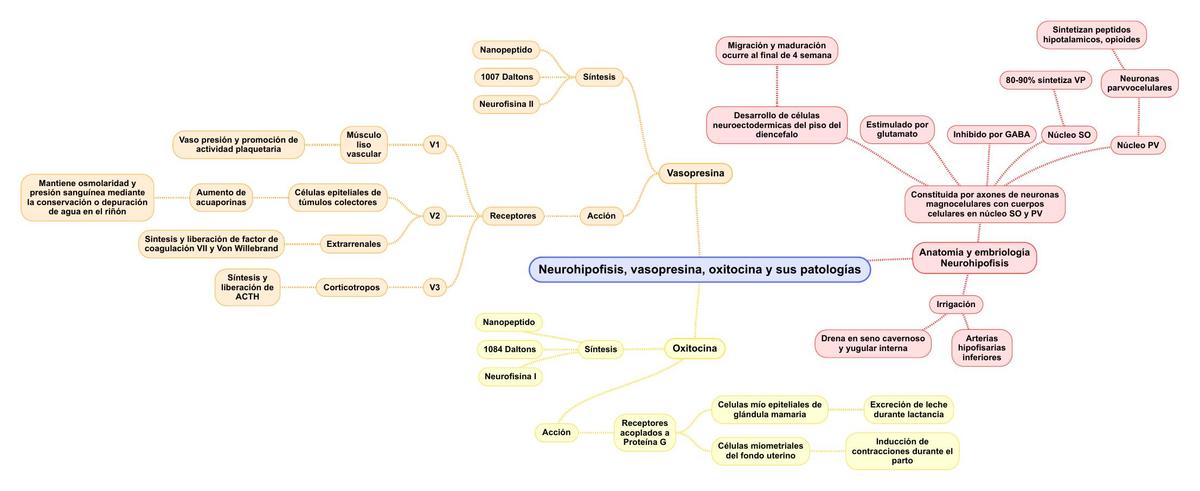 Neurohipofisis vasopresina oxitocina y sus patologías