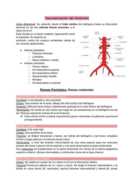 Vascularización del Abdomen