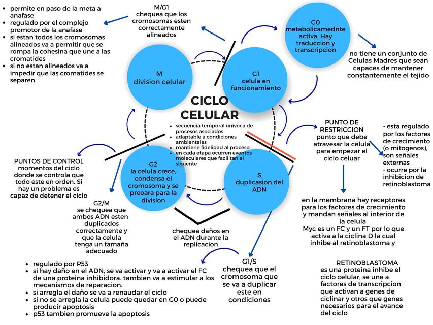 2 ciclo celular