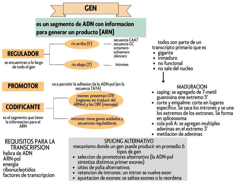 4 regulacion de la expresion genica