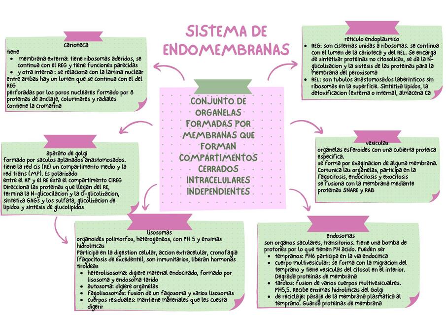 5 sistema de endomembranas