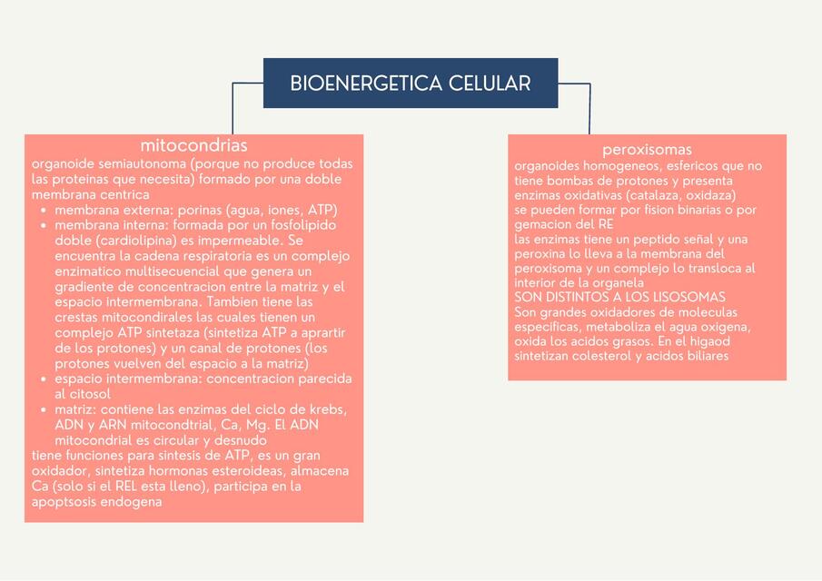 7 BIOENERGETICA