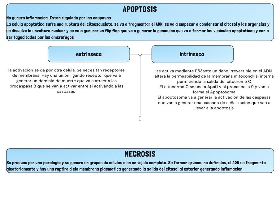 12 apoptosis