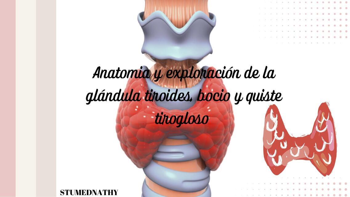 Anatomia y exploración de la glándula tiroides, bocio y quiste tirogloso