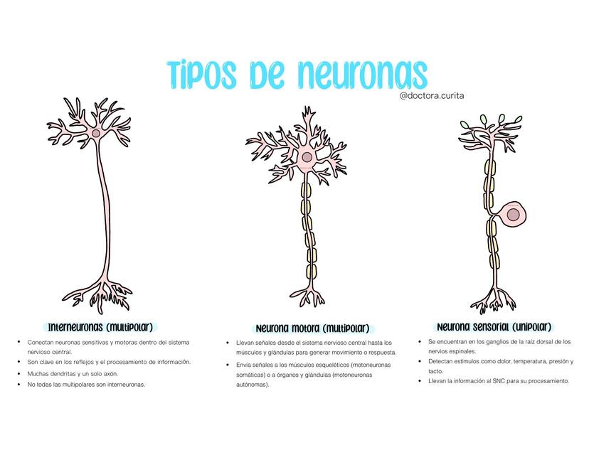 Tipos de neuronas