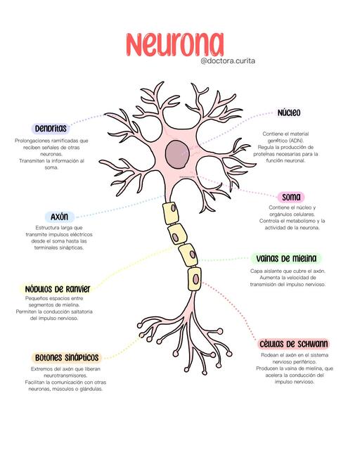 Neurona