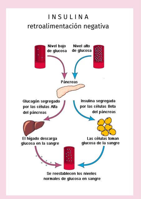 Retroalimentación de la insulina