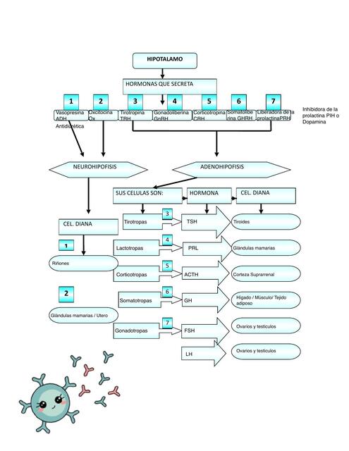 Hipotálamo y hormonas que secretan