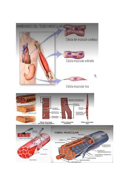 Imágenes fisiolologia de los músculos