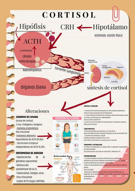 cortisol