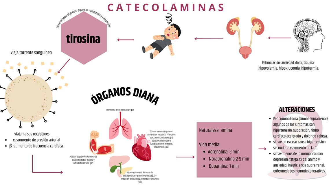 Catecolaminas