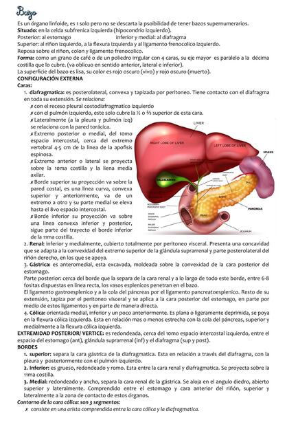 Anatomía bazo