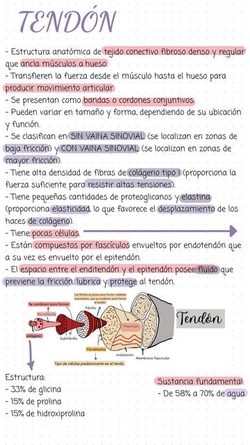 Apuntes Tendón