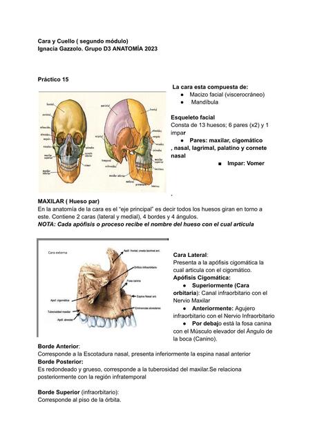 Cara y Cuello segundo módulo